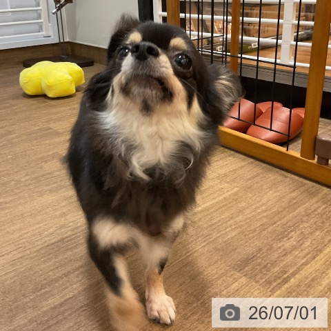 チワワの写真