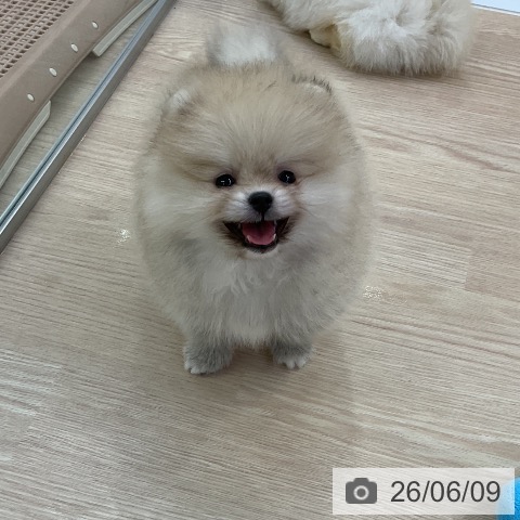 ポメラニアンの写真