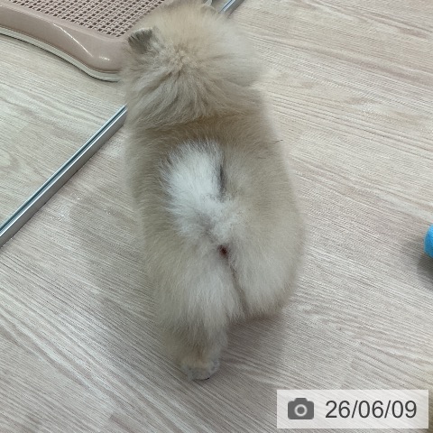 ポメラニアンの写真
