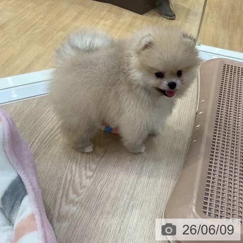 ポメラニアンの写真
