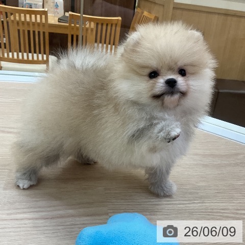 ポメラニアンの写真