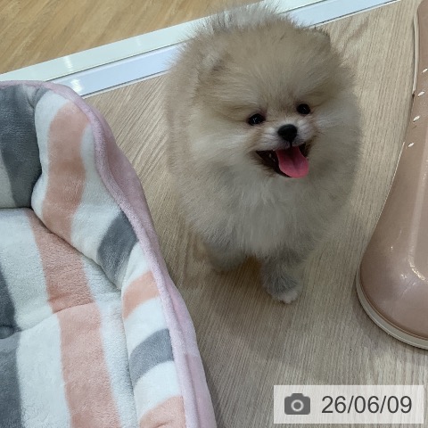 ポメラニアンの写真