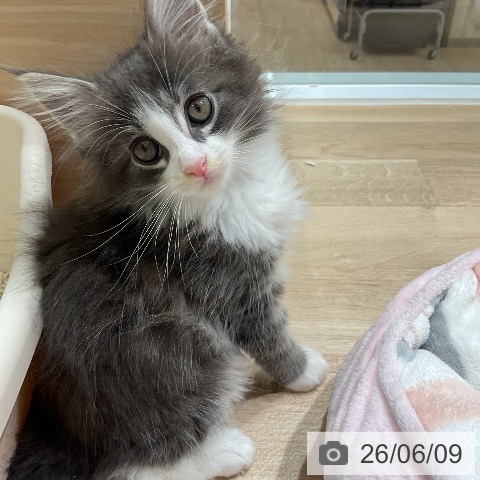 ノルウェージャンフォレストキャットの写真