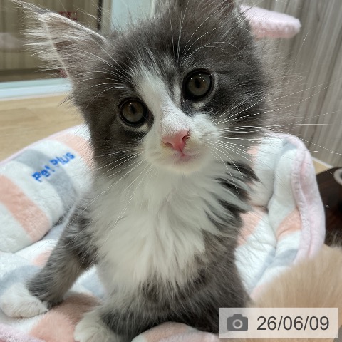 ノルウェージャンフォレストキャットの写真