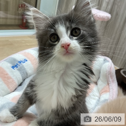 ノルウェージャンフォレストキャットの写真