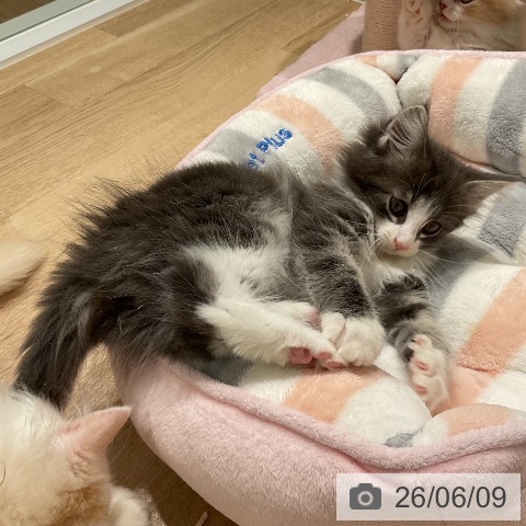 ノルウェージャンフォレストキャットの写真