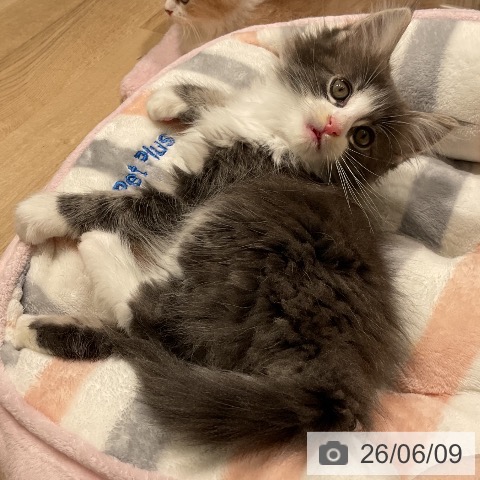 ノルウェージャンフォレストキャットの写真
