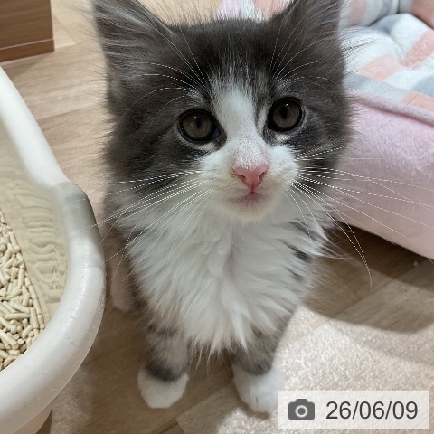 ノルウェージャンフォレストキャットの写真