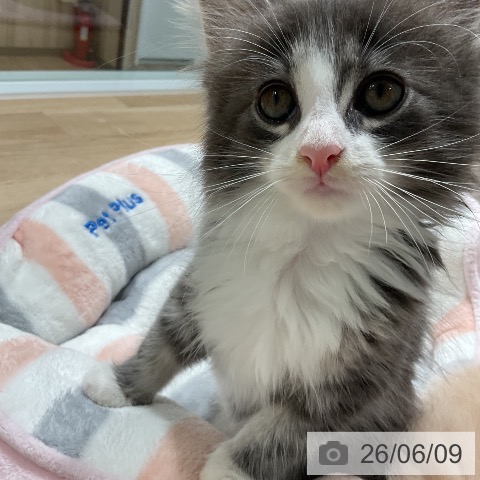 ノルウェージャンフォレストキャットの写真