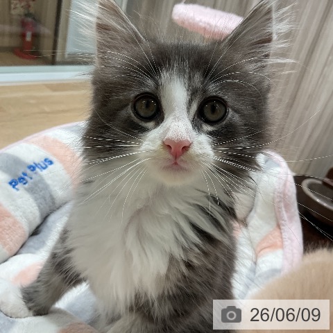 ノルウェージャンフォレストキャットの写真
