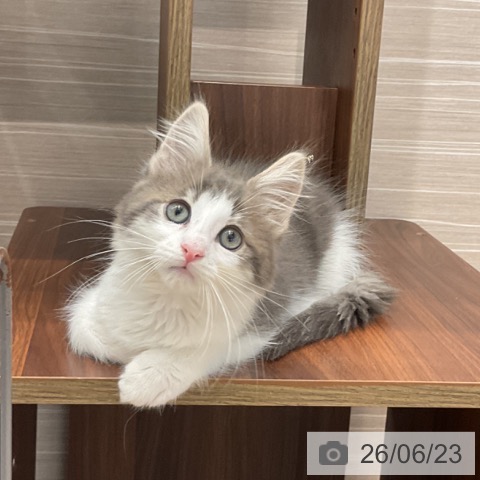 愛知県のノルウェージャンフォレストキャット (ペットプラス 東浦店/2026年4月3日生まれ/男の子/ブルータビーホワイト)の子猫の4枚目の画像