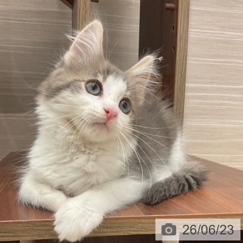 愛知県のノルウェージャンフォレストキャット (ペットプラス 東浦店/2026年4月3日生まれ/男の子/ブルータビーホワイト)の子猫の3枚目の画像