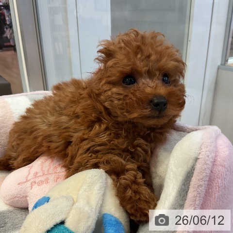 愛知県のトイプードル(トイ) (ペットプラス 岡崎店/2026年4月8日生まれ/女の子/レッド)の子犬の3枚目の画像