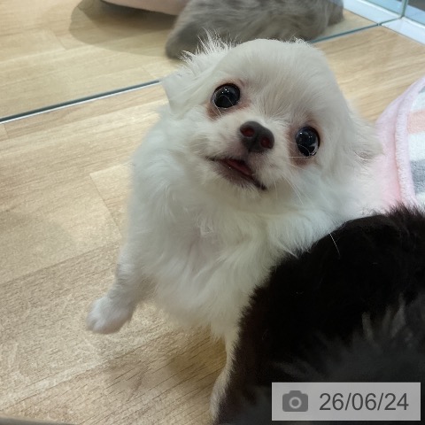 愛知県のチワワ(ロング) (ペットプラス 岡崎店/2026年4月6日生まれ/男の子/クリーム)の子犬の4枚目の画像