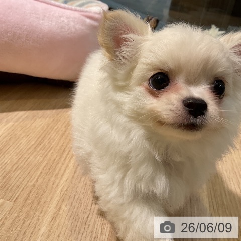 チワワの写真