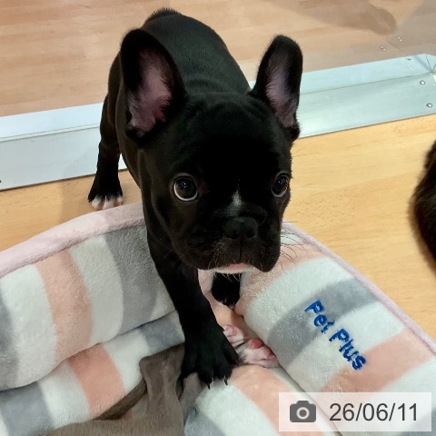 愛知県のフレンチブルドッグ (ペットプラス 名古屋茶屋店/2026年4月8日生まれ/女の子/ブリンドル)の子犬の4枚目の画像