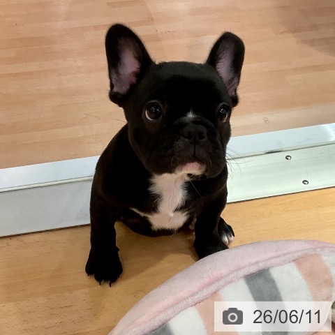 愛知県のフレンチブルドッグ (ペットプラス 名古屋茶屋店/2026年4月8日生まれ/女の子/ブリンドル)の子犬の3枚目の画像