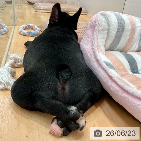 愛知県のフレンチブルドッグ (ペットプラス 名古屋茶屋店/2026年4月8日生まれ/女の子/ブリンドル)の子犬の3枚目の画像