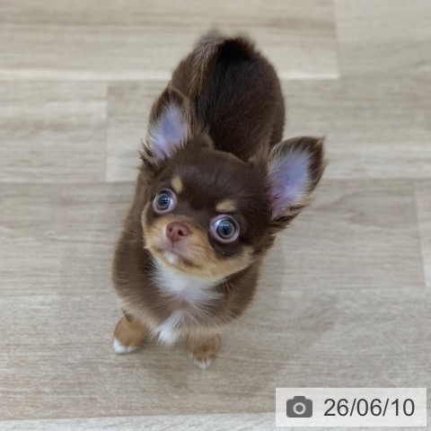 チワワの写真