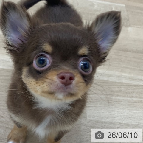 チワワの写真