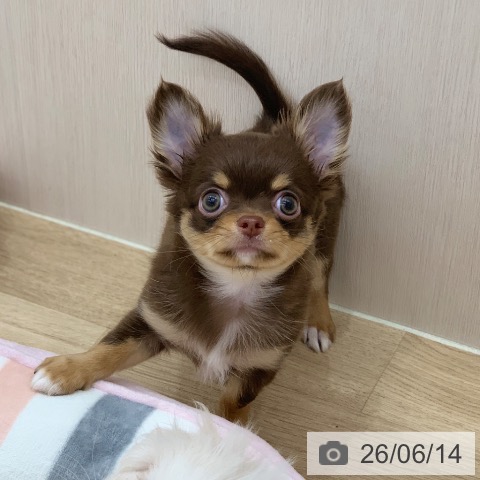 岐阜県のチワワ(ロング) (ペットプラス 光ケ丘店/2026年4月4日生まれ/女の子/チョコレートタンホワイト)の子犬の3枚目の画像