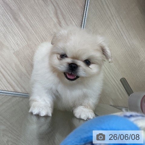 ペキニーズの写真