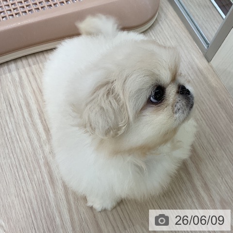 ペキニーズの写真