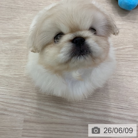 ペキニーズの写真