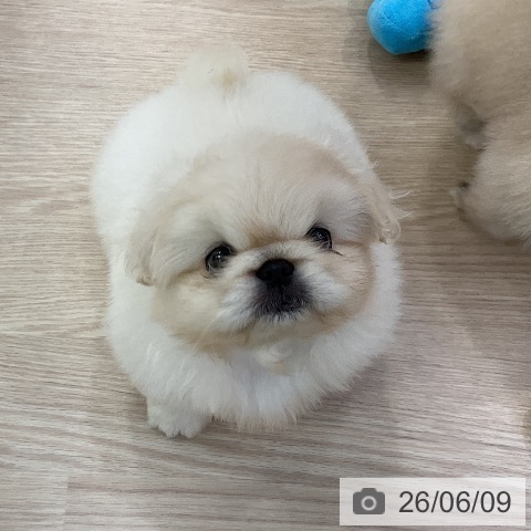 ペキニーズの写真
