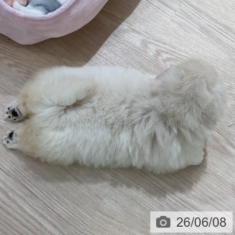 ペキニーズの写真