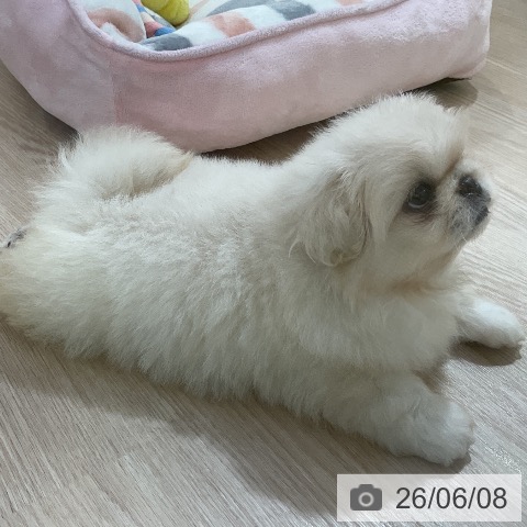 ペキニーズの写真