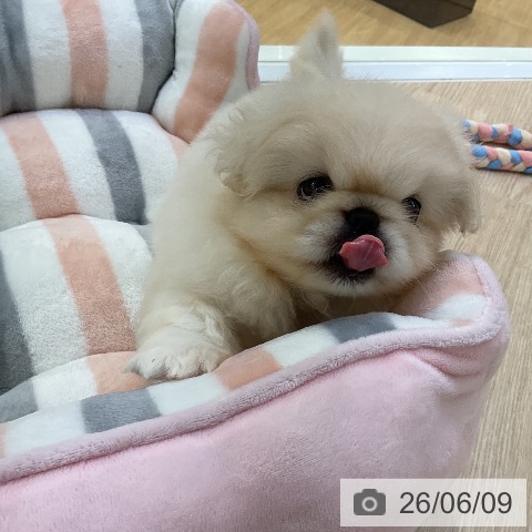 ペキニーズの写真