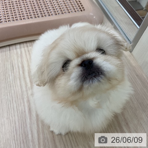 ペキニーズの写真