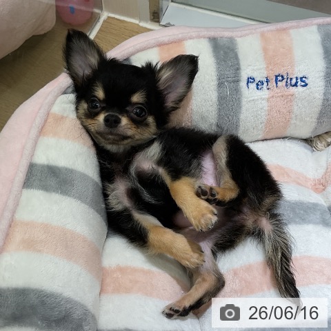 チワワの写真