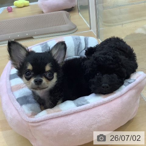愛知県のチワワ(ロング) (ペットプラス 三好店/2026年4月3日生まれ/男の子/ブラックタン)の子犬の4枚目の画像