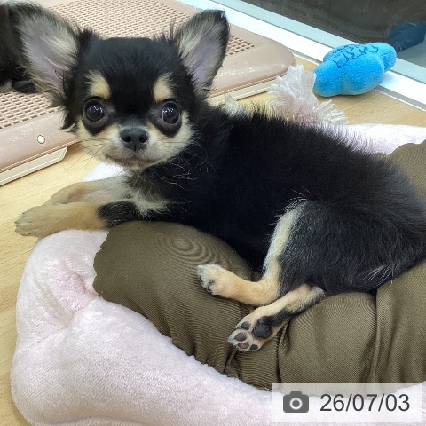 愛知県のチワワ(ロング) (ペットプラス 三好店/2026年4月3日生まれ/男の子/ブラックタン)の子犬の4枚目の画像