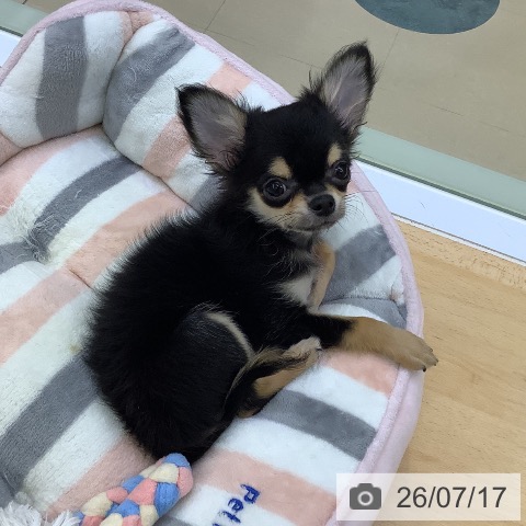 愛知県のチワワ(ロング) (ペットプラス 豊橋牧野店/2026年4月3日生まれ/男の子/ブラックタン)の子犬の4枚目の画像