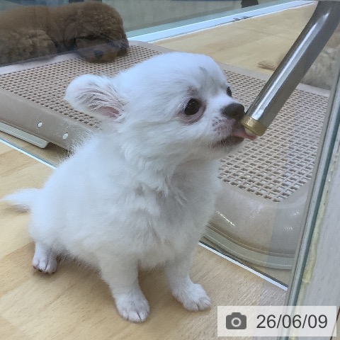 チワワの写真