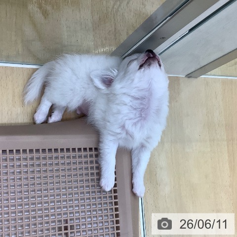 チワワの写真
