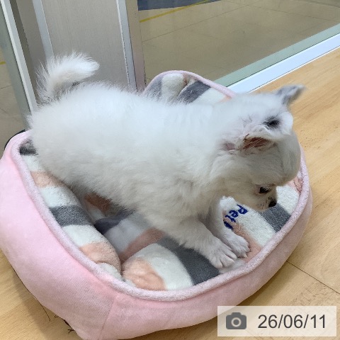 チワワの写真