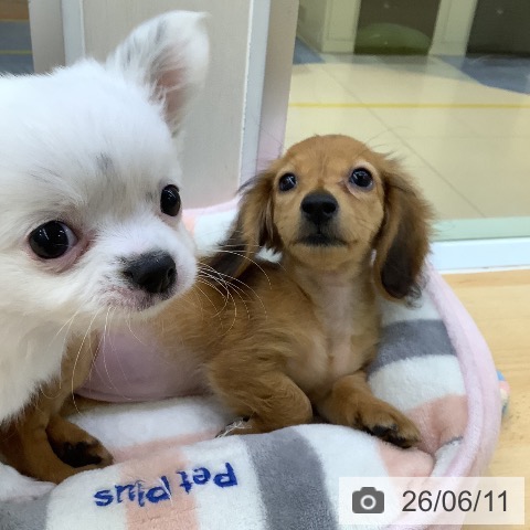 チワワの写真