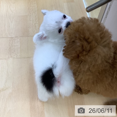 チワワの写真