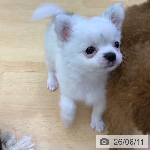 チワワの写真