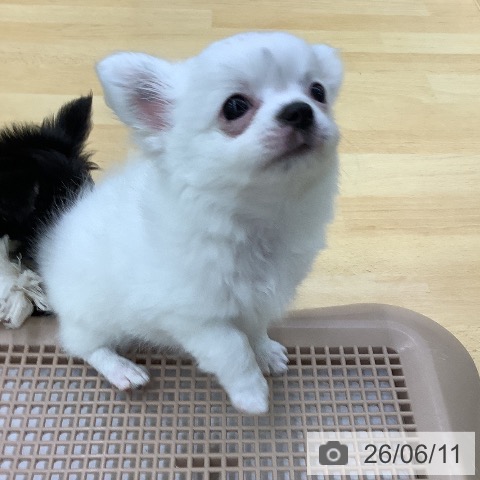 チワワの写真