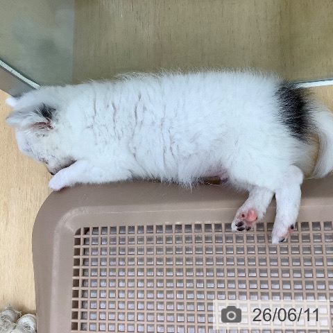 チワワの写真