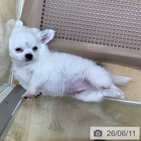 チワワの写真