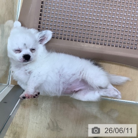 チワワの写真