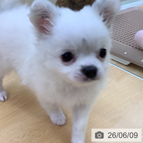 チワワの写真