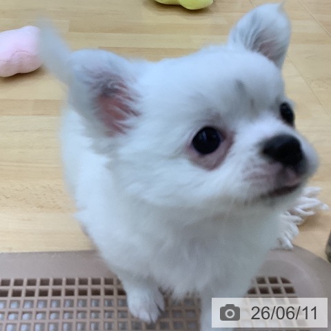 チワワの写真