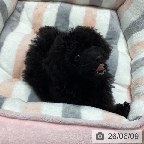 岐阜県のトイプードル(トイ) (ペットプラス 各務原店/2026年4月8日生まれ/女の子/ブラック)の子犬の4枚目の画像